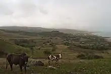Cattle grazing in a hillside field overlooking Rivière Cocos.