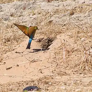 Rainbow bee-eater entering a nesting burrow in the Beeliar wetlands