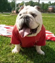 bulldog mascot on picnic blanket on green grass