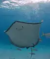 The underside of a southern stingray along with a few yellowtail snapper (Ocyurus chrysurus).