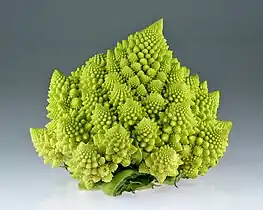 Fractal spirals: Romanesco broccoli showing self-similar form
