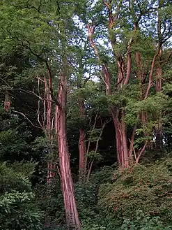 Trees in the swamp garden