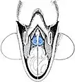 Ventral view of the mantle cavity (circular organ of fused photophores highlighted in blue)