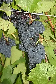 Leafs and grapes of the red grape variety Rondo