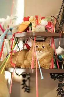 Female Somali in a cat café