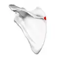 Left scapula. Posterior view. Root of spine shown in red.