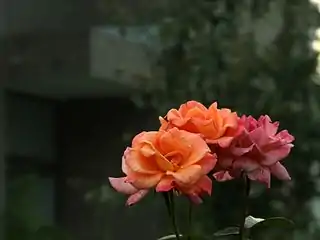 A Rosa chinensis cultivar