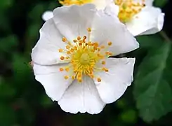 Flower close-up