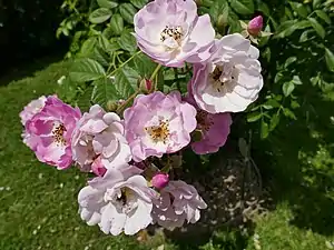 'Blush rambler', 1903