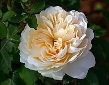 'Crocus Rose'
