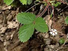 Detail of leaves