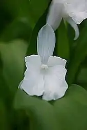 Roscoea nepalensis Cowley