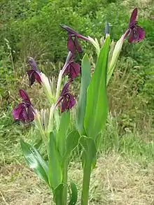 Roscoea wardii Cowley