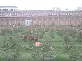 Rose Garden at Gulab Bari