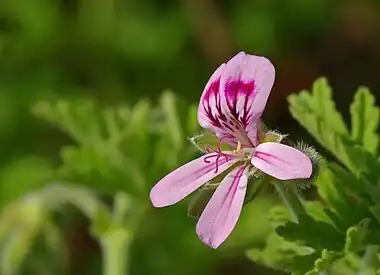 Image 13Pelargonium graveolensPhoto credit: LaitcheThe Rose Geranium (Pelargonium graveolens) is a plant indigenous to various parts of southern Africa, and in particular South Africa. This specific species has great importance in the perfume industry. Its cultivars have a wide variety of smells, including rose, citrus, mint, coconut and nutmeg, as well as various fruits.More selected pictures