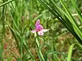 Rose pogonia