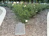 Rose garden in honor of Linda Tallen Kane