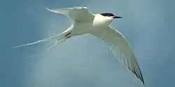 Roseate tern