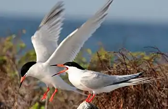 A roseate tern pair