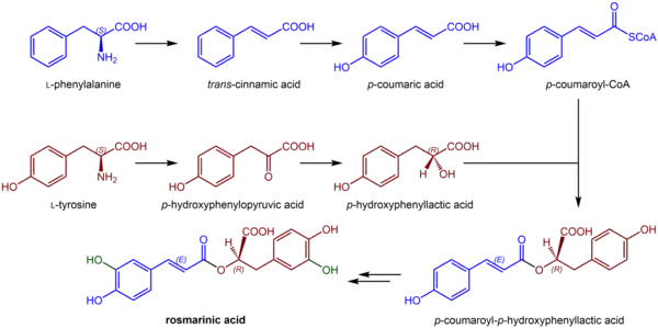 Rosmarinic acid biosynthesis