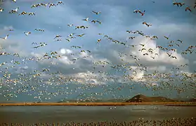 Ross' geese at Lower Klamath National Wildlife Refuge