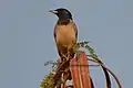 Rosy Starling India