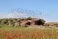 Rosy starling flock (Armenia)