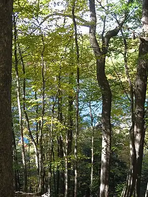 Photograph looking down a forested slope; a lake is faintly visible through the trees.