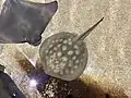 A round stingray (Urobatis halleri)