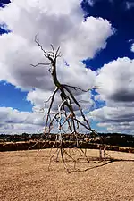 Roxy Paine's Inversion, 2008, at Billy Rose Art Garden, Israel Museum
