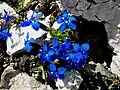 Gentiana acaulis