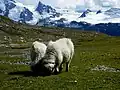 Sheep on a mountain meadow