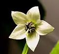 Typical Capsicum annuum flower, Royal Embers.