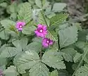 Rubus arcticus