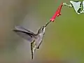 Ruby-throated hummingbird feeding