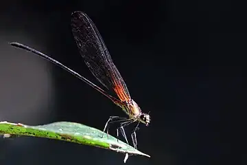 H. laesa, male Southern Amazon, Brazil