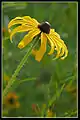 Rudbeckia hirta