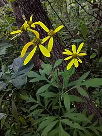 Variety laciniata, showing deeply divided leaves (Washington, D.C.)