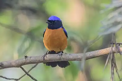 male N.s. sundara, Nepal