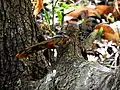 Rufous-chinned Laughingthrush