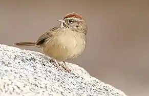 Rufous-crowned Sparrow