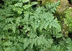 Cut Greens - Leatherleaf Fern - Rumohra adiantiformis