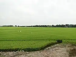 View of the rice fields in Mộc Hóa