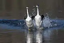 Part of the complex courtship behavior of Western Grebes