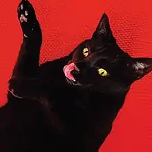 A black cat licking its nose against a red background.