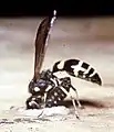 S. cristatus female with a beetle larva