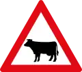 Cattle