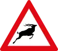 Wild animals Crossing