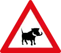 Boar