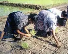 Three women bending over to plant rice